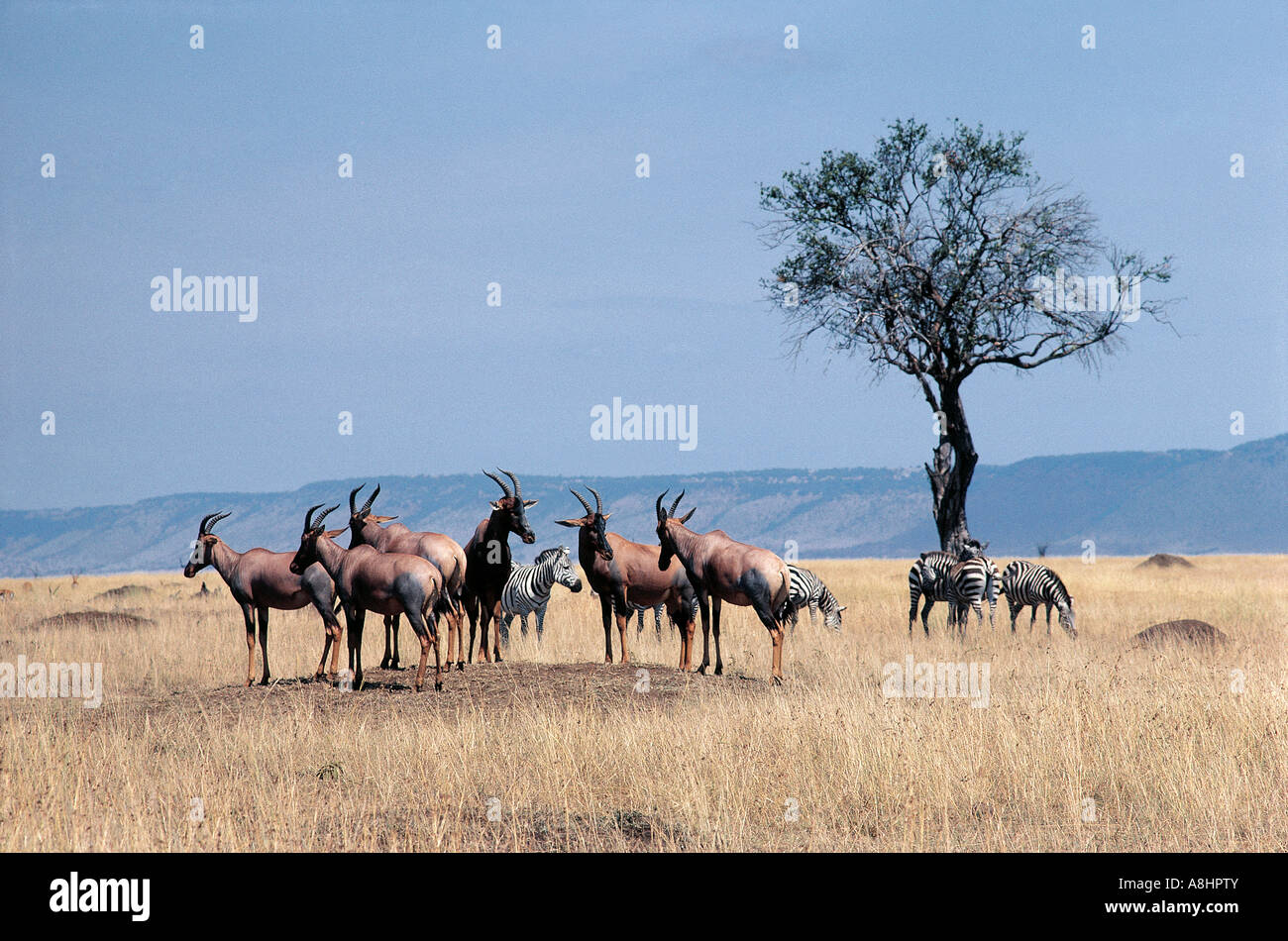 Group of Topi common on termite mound in heat of day Masai Mara National Reserve Kenya Stock Photo