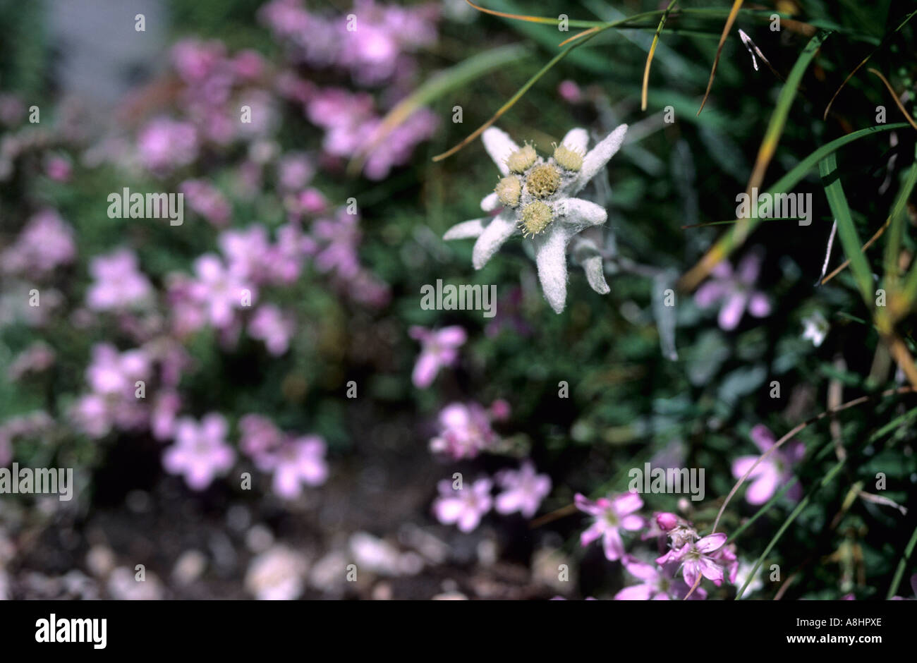 Edelweiss Leontopodium alpinum Dolomites Italy Stock Photo