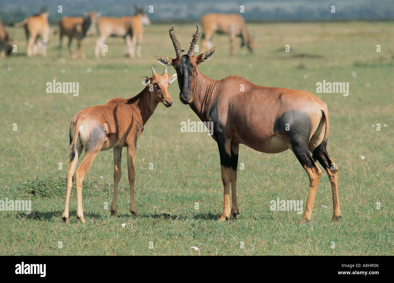 Female Topi with calf Herd of Eland in background Masai Mara National Reserve Kenya Stock Photo