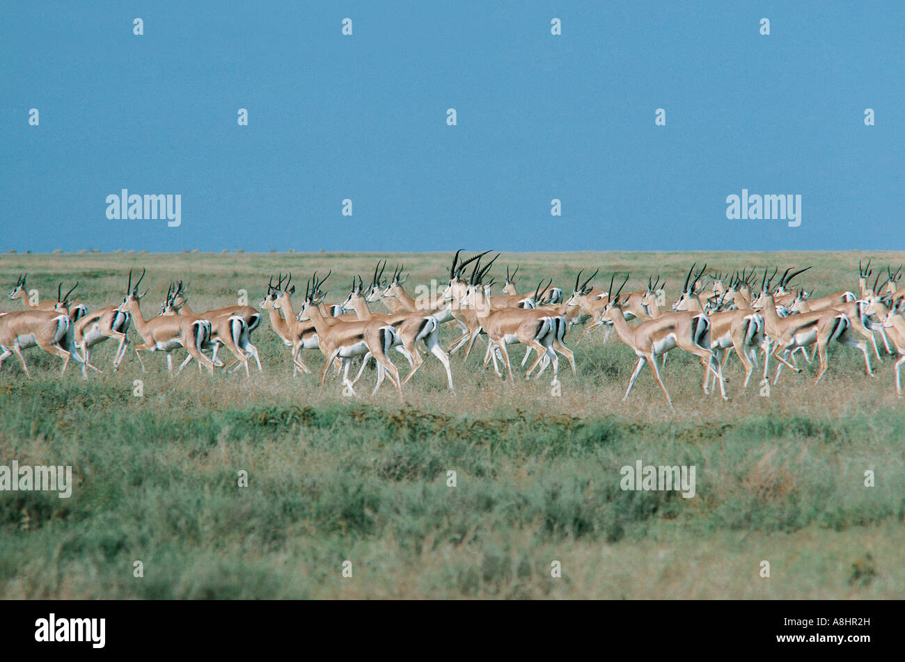 Gazelle estive hotsell