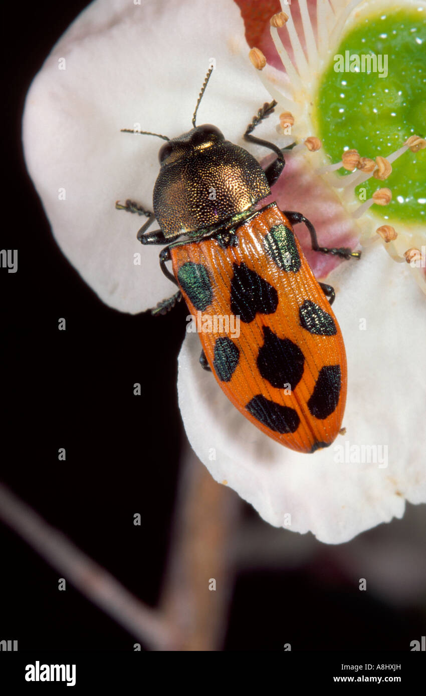 Australian jewel beetle Stock Photo