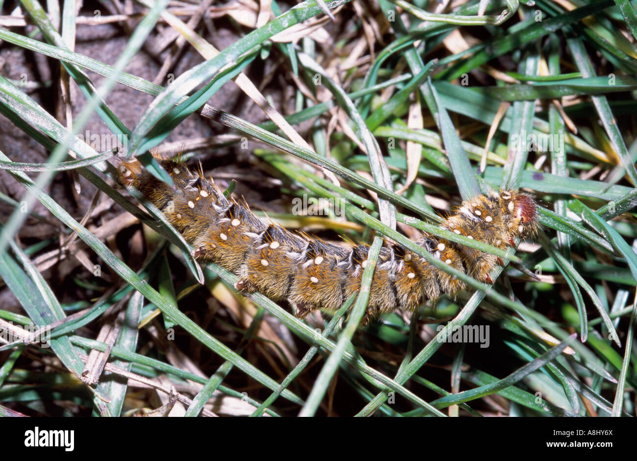 Hairy caterpillar eating grass Stock Photo Alamy