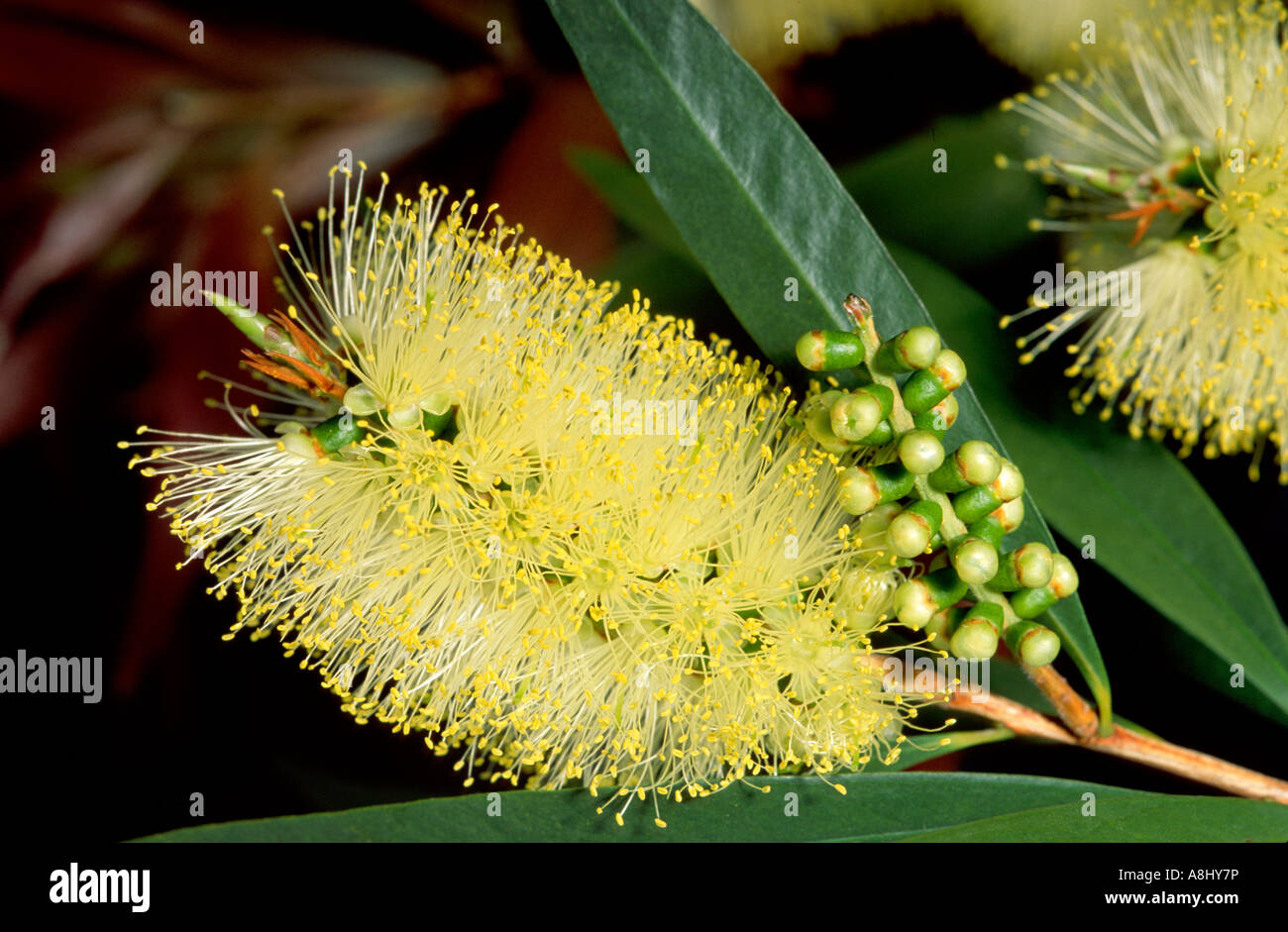 Yellow bottlebrush flowers, Australia Stock Photo