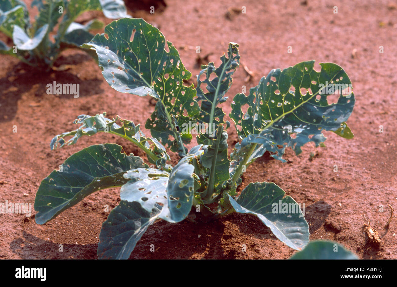 Broccoli plant damaged by the caterpillar pest cabbage moth Stock Photo