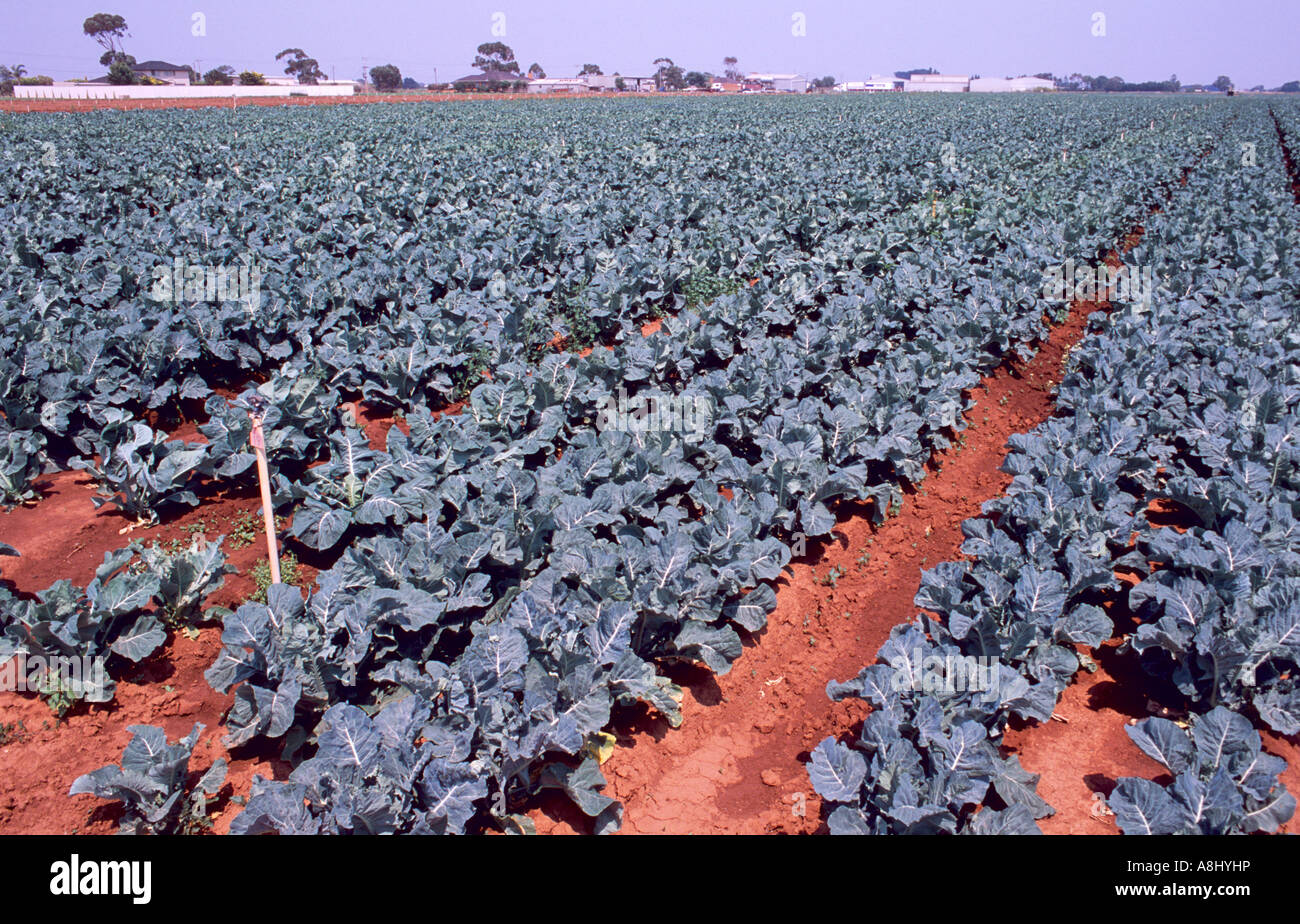 Commercial broccoli crop in Australia Stock Photo