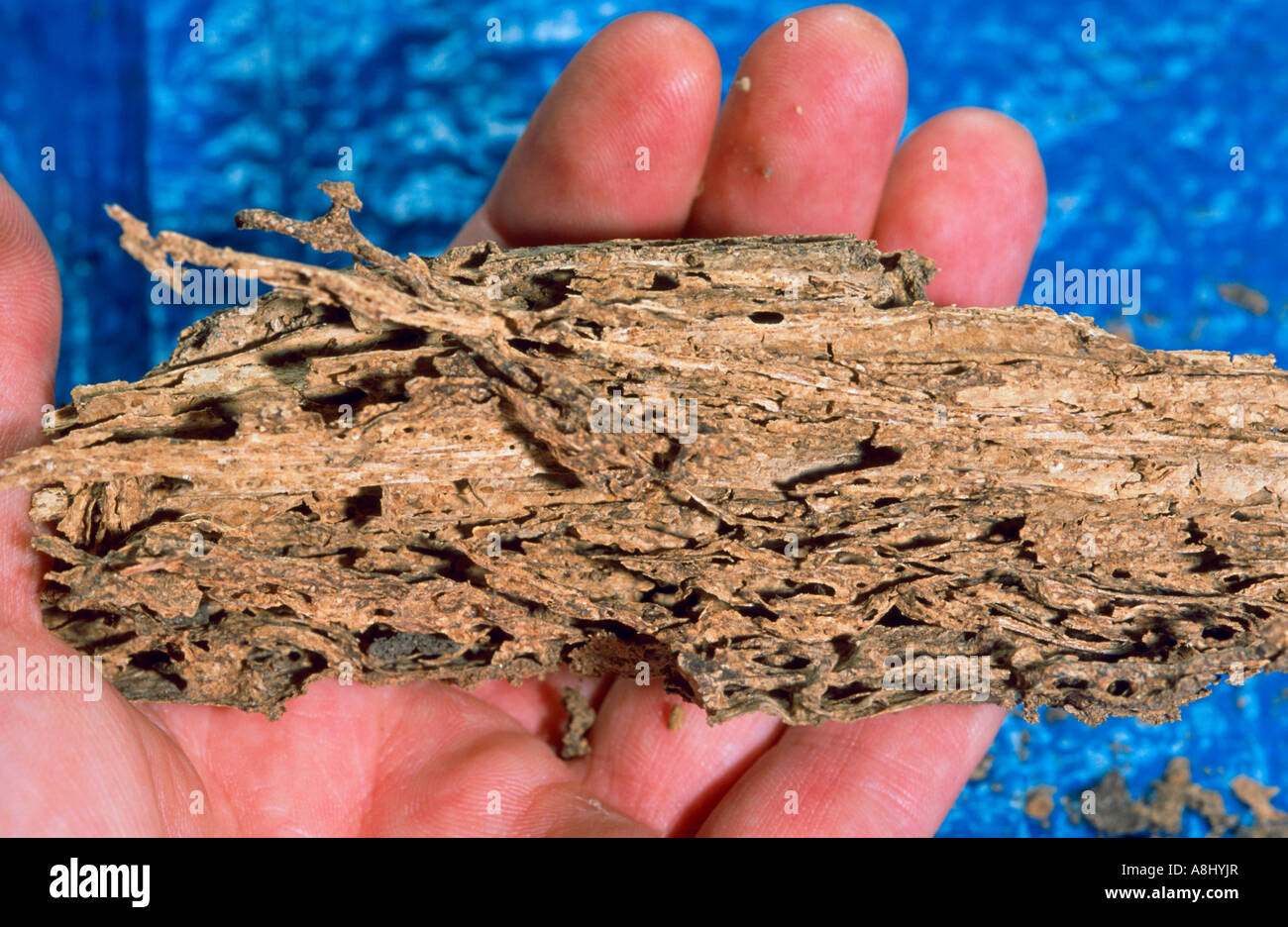Termite damage to wood, timber - Coptotermes sp - Australia Stock Photo ...