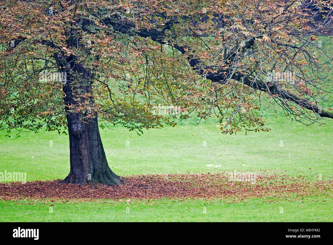 Oak tree with autumnal crown in a green meadow in the English Garden in Munich Stock Photo