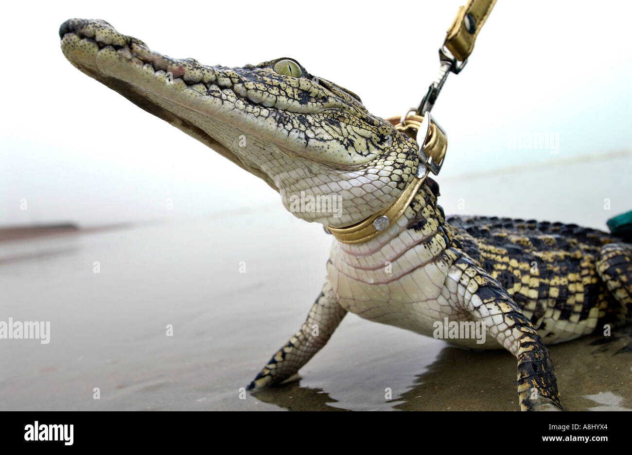 Crocodile at Brighton foreshore : r/brisbane