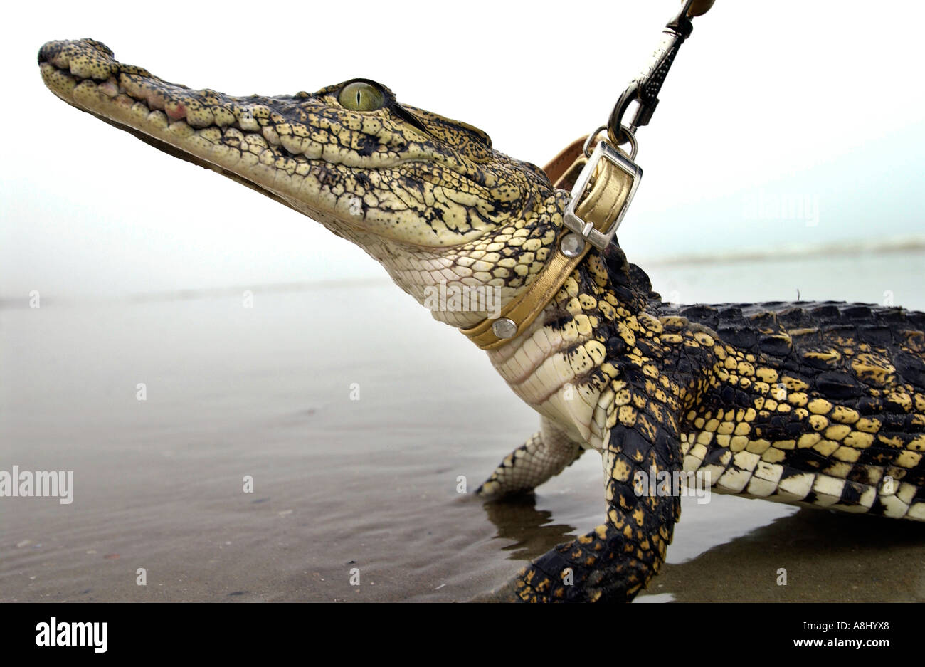 A baby crocodile called Aswas on the beach at Brighton during the  shooting of a commercial for dog leads Stock Photo