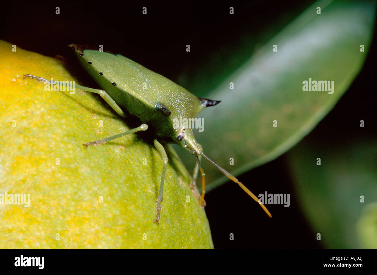 Citrus bug hires stock photography and images Alamy