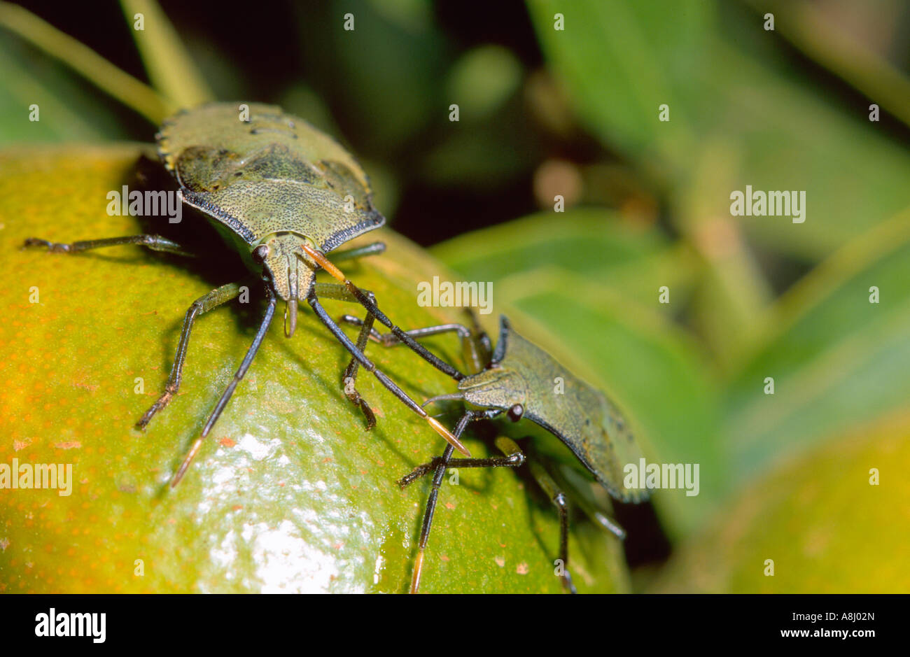 Spined citrus bug nymphs on orange Stock Photo Alamy