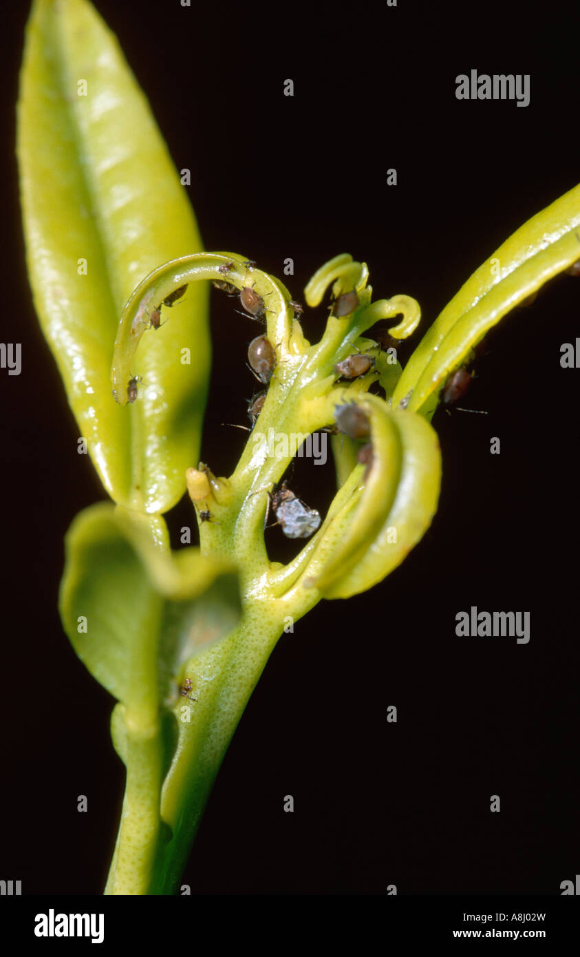 Black citrus aphids on lemon plant Stock Photo - Alamy