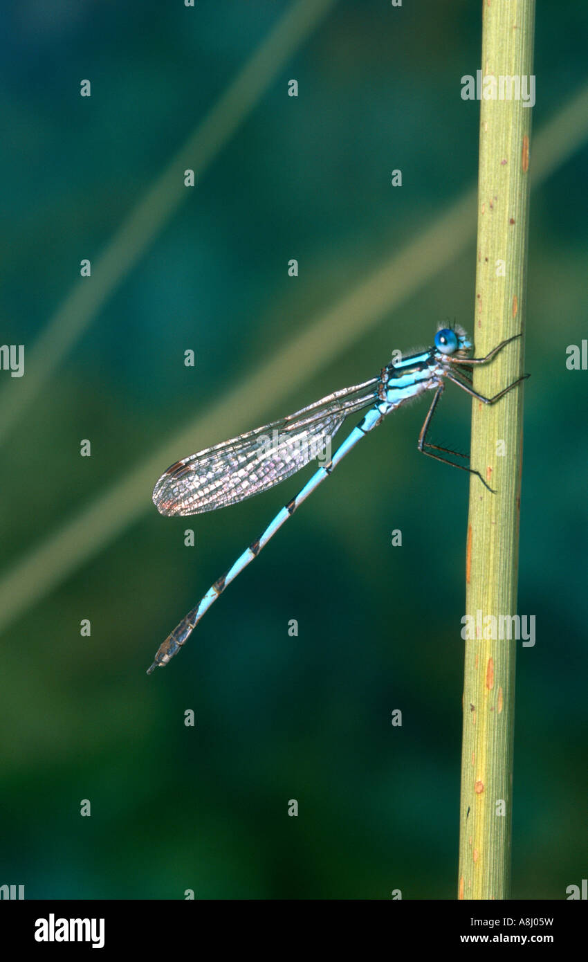 Australian blue damselfly on reed stem Stock Photo