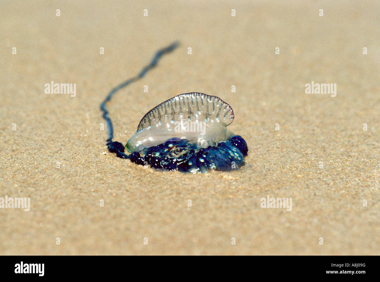 Portuguese man o war stinging jellyfish hi-res stock photography and ...