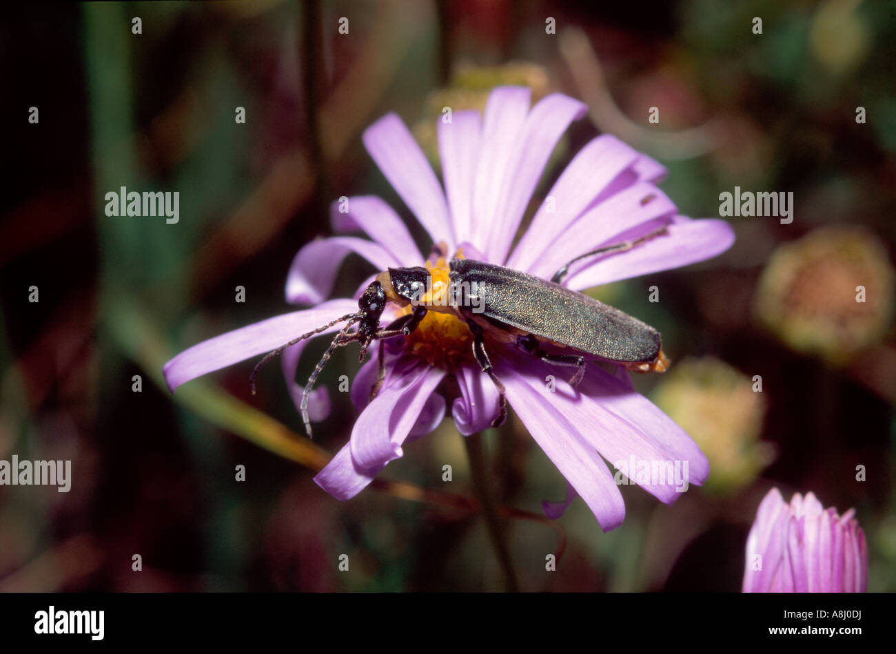 Australian plague soldier beetle Stock Photo Alamy