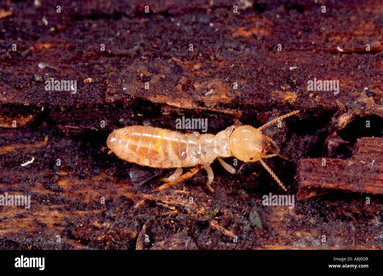 Worker termite hi-res stock photography and images - Alamy