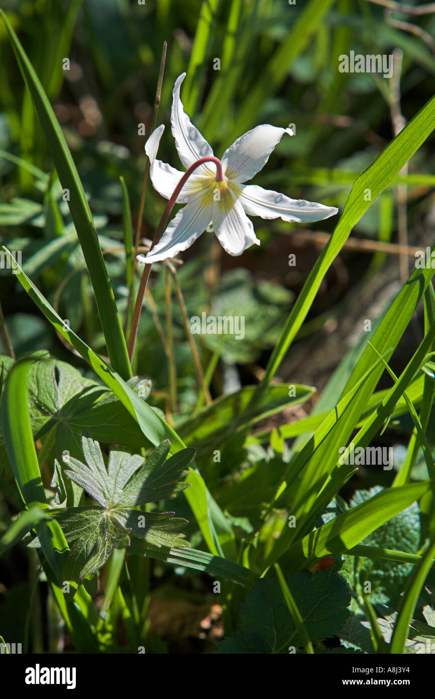 White Fawn Lily Erythronium oregonum welcomes Spring Pipers Lagoon Park  Nanaimo Vancouver Island British Columbia Canada Stock Photo - Alamy