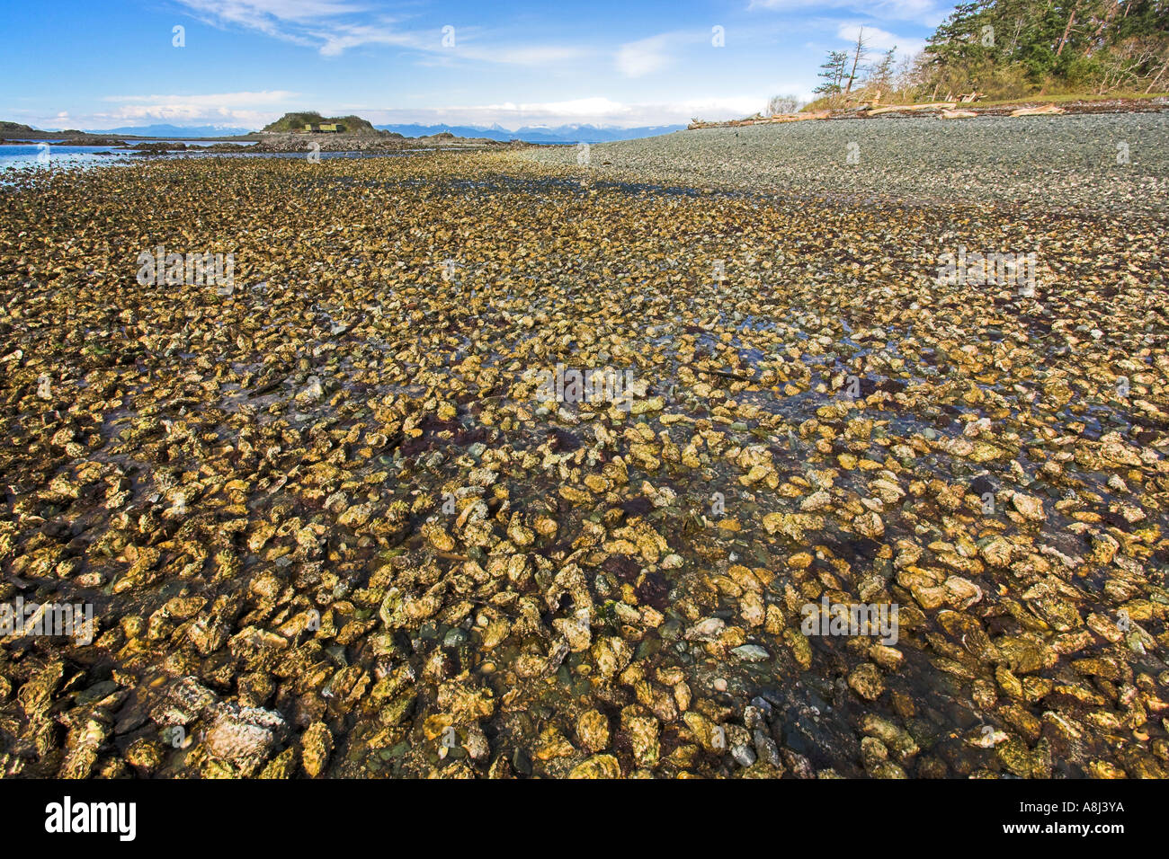 Oyster bed Pipers Lagoon Park Nanaimo Vancouver Island British Columbia