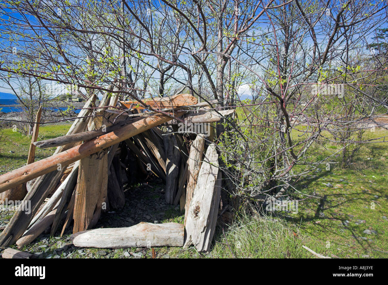 Driftwood shelter on West Coast Vancouver Island British Columbia