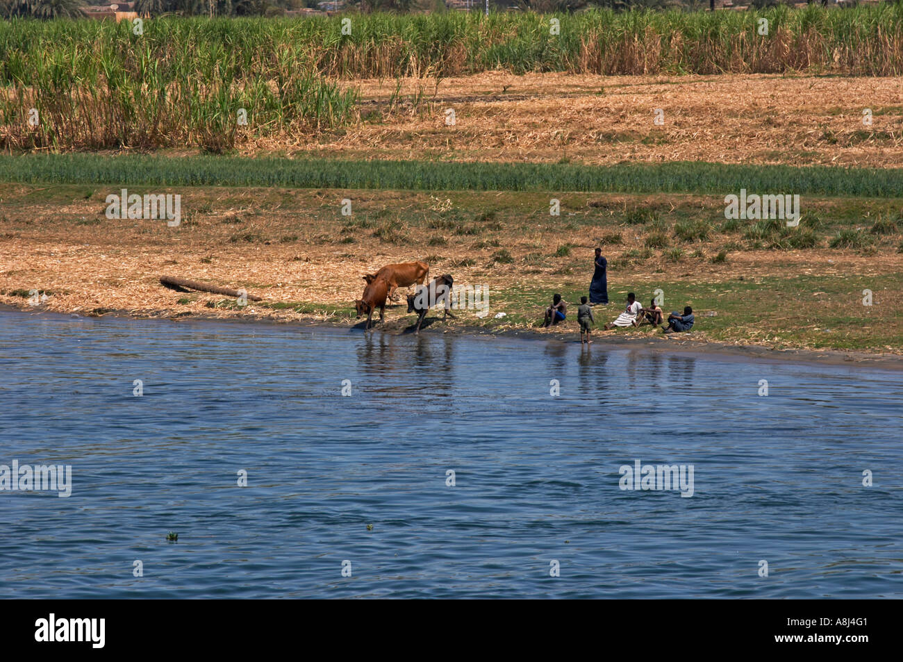 Local people on the River Nile bank with their cattle drinking Stock Photo  - Alamy