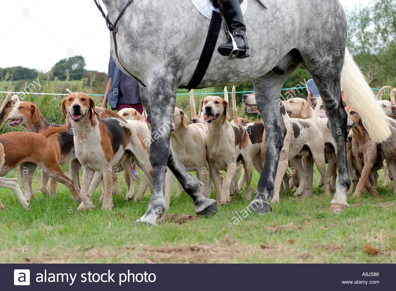 Pack of fox hunting hounds hunters on dogs Bridport Dorset UK Stock