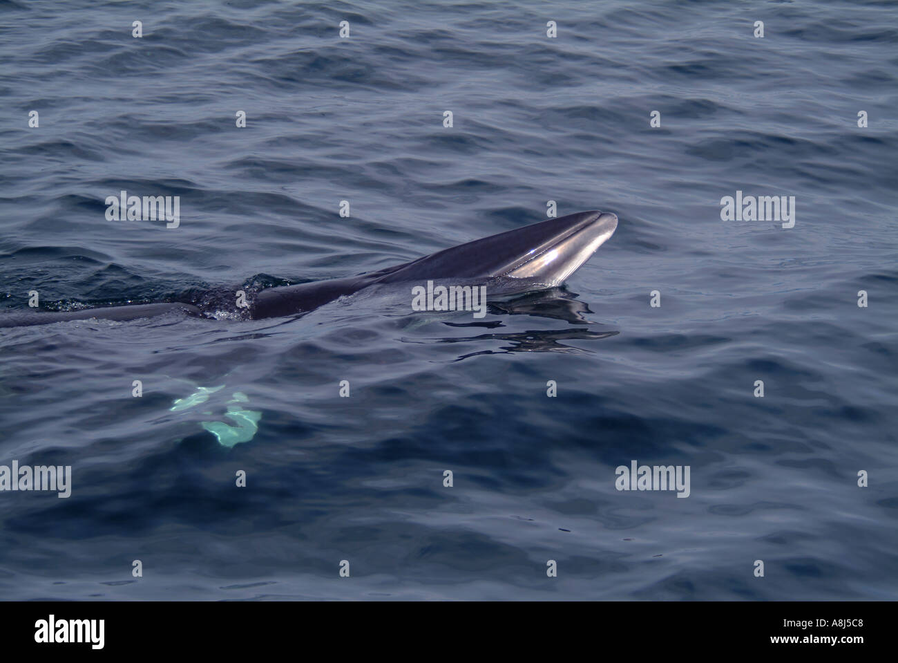 Minke whale scotland hi-res stock photography and images - Alamy