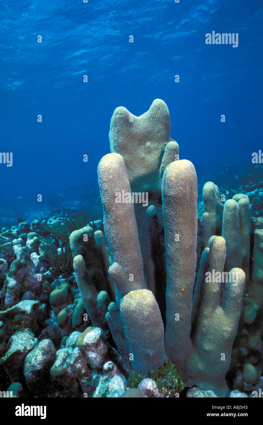 Pillar coral underwater Dendrog cylindricus with visible polyps Caribbean  with blue water background Stock Photo