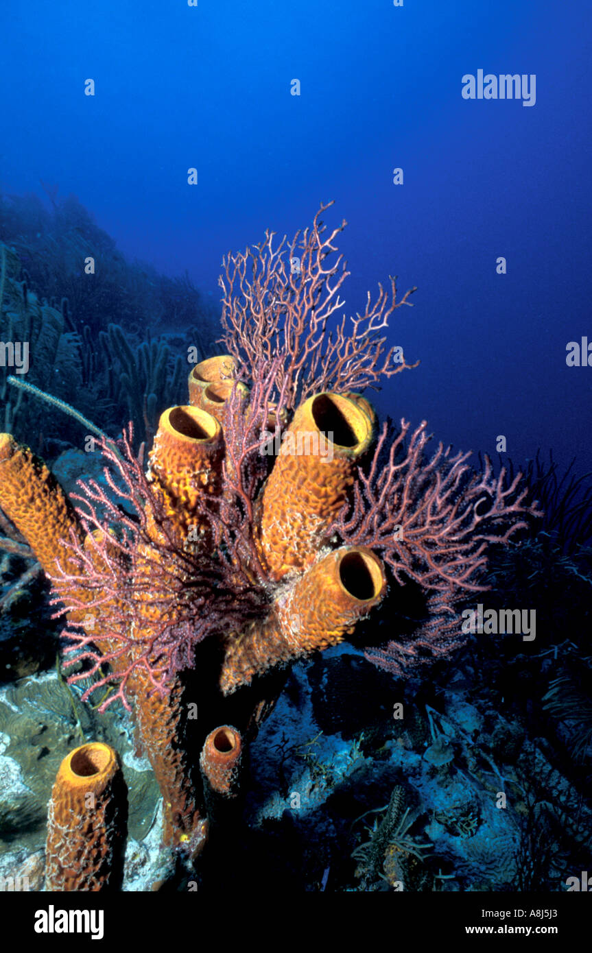 Underwater coral reef tube sponges Stock Photo Alamy