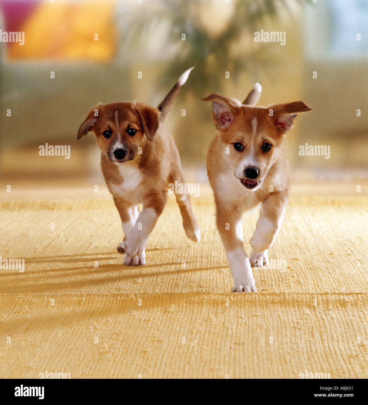 Breeds of puppies hi-res stock photography and images - Alamy