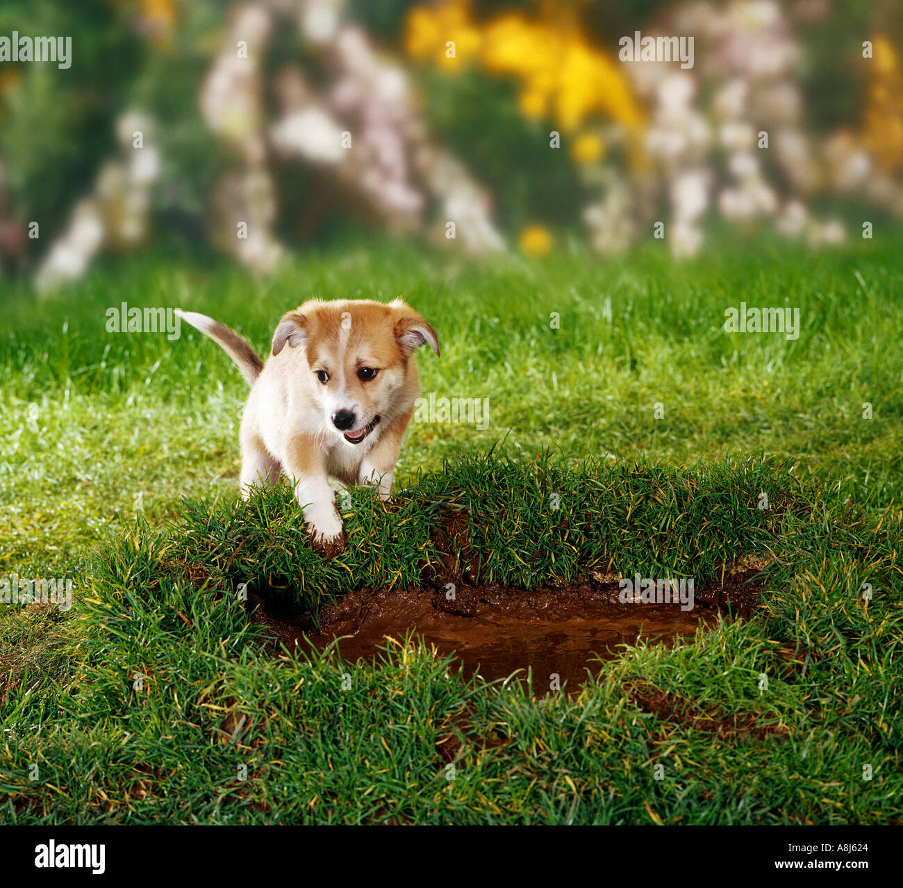 half-breed dog - puppy six weeks standing in front of a mud-hole Stock Photo