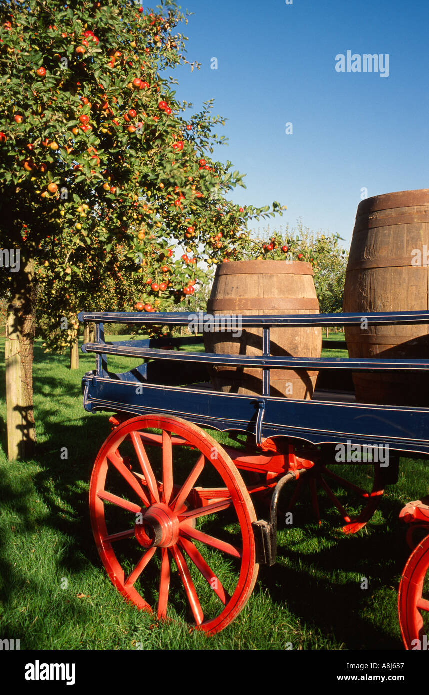 Traditional cider cart with two cider barrels in an Apple Orchard