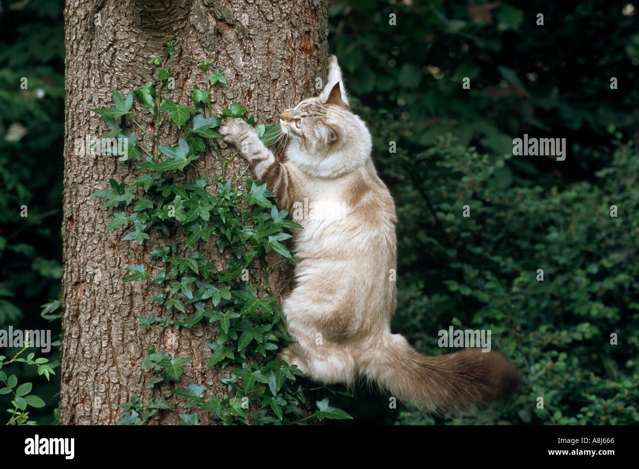 Somali cat climbing up a tree Stock Photo Alamy