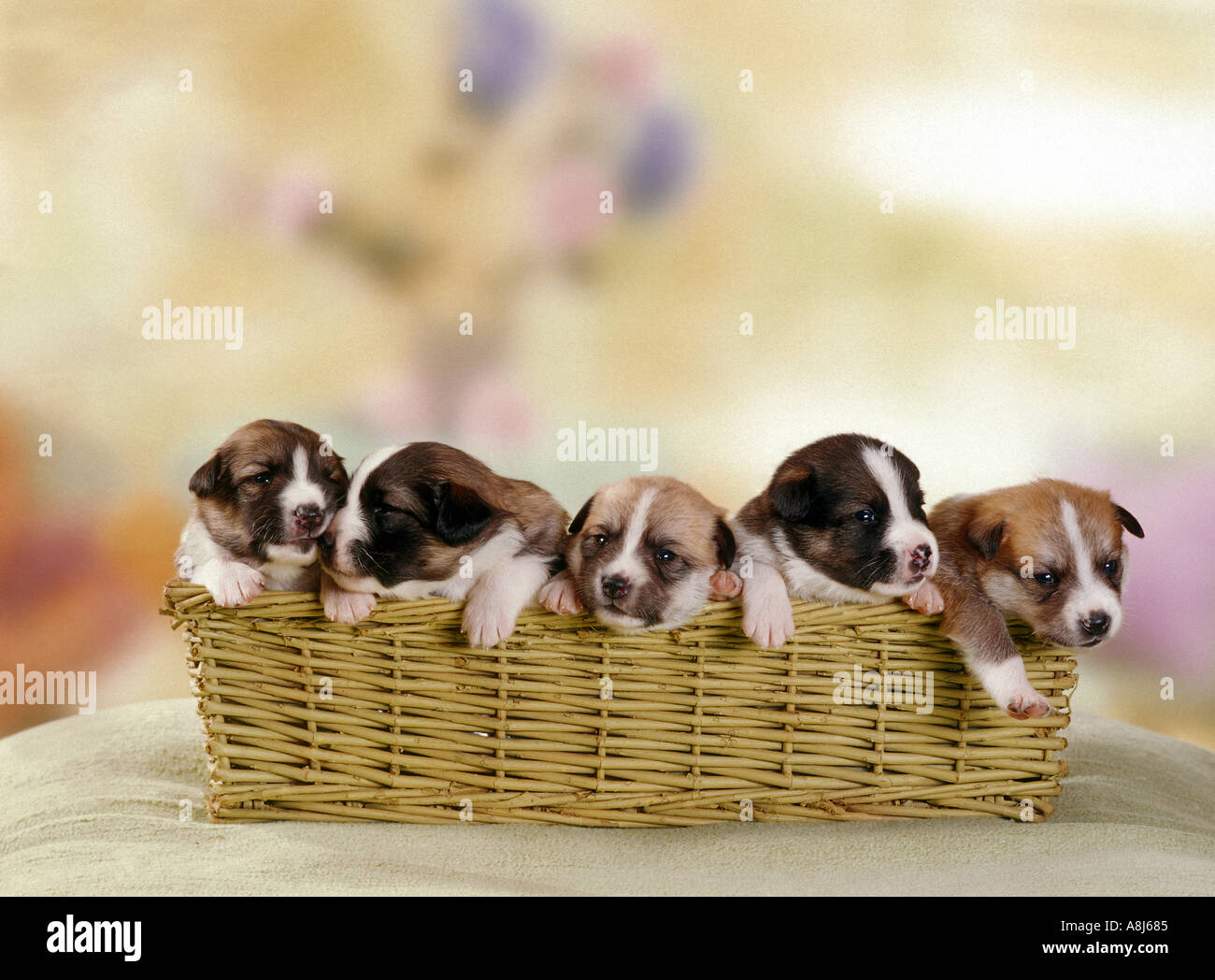 half breed dog - five puppies 15 days in basket Stock Photo