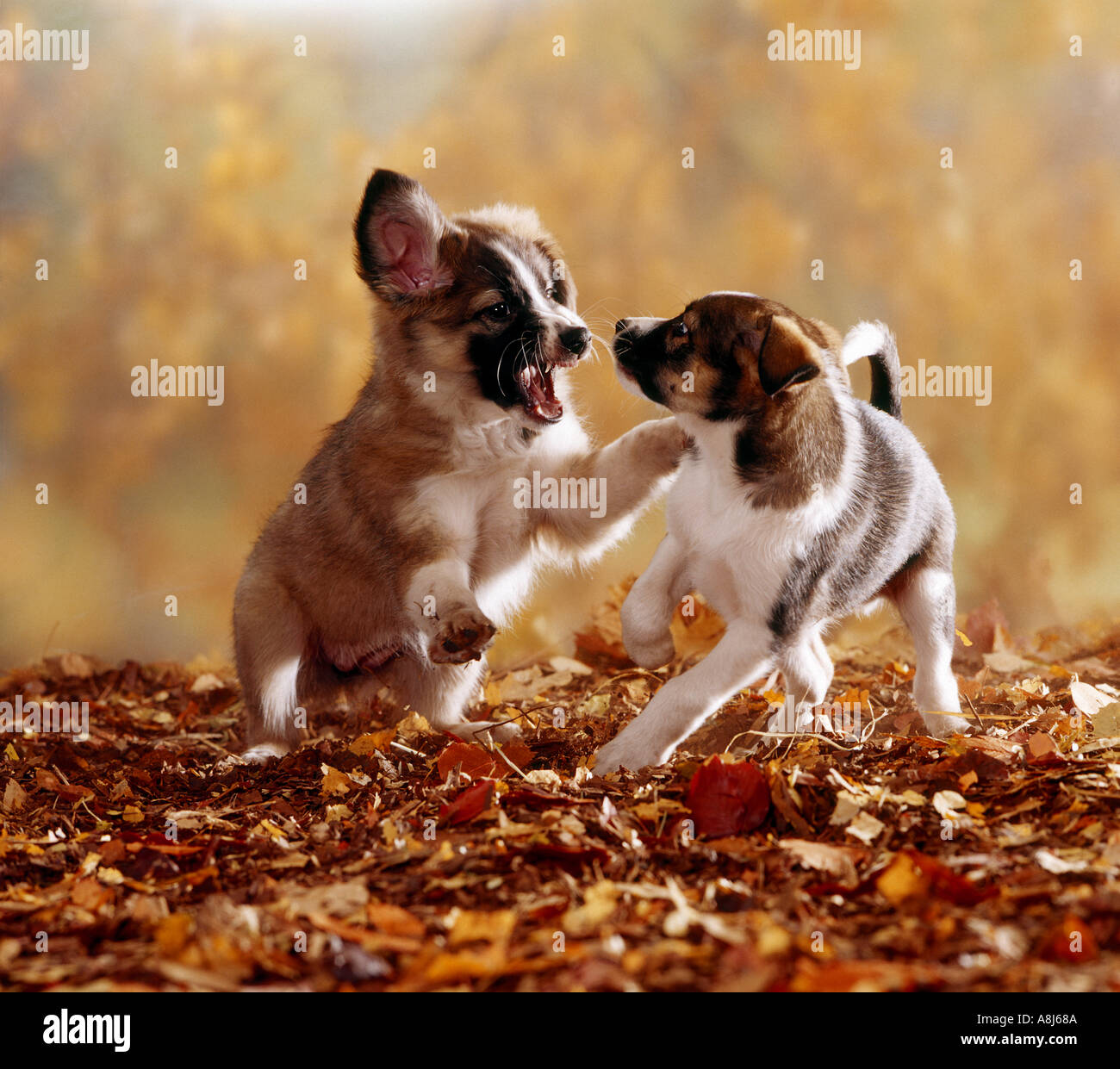 Mixed-breed dog. Two puppies (9 weeks) playing in leaf litter Stock Photo -  Alamy