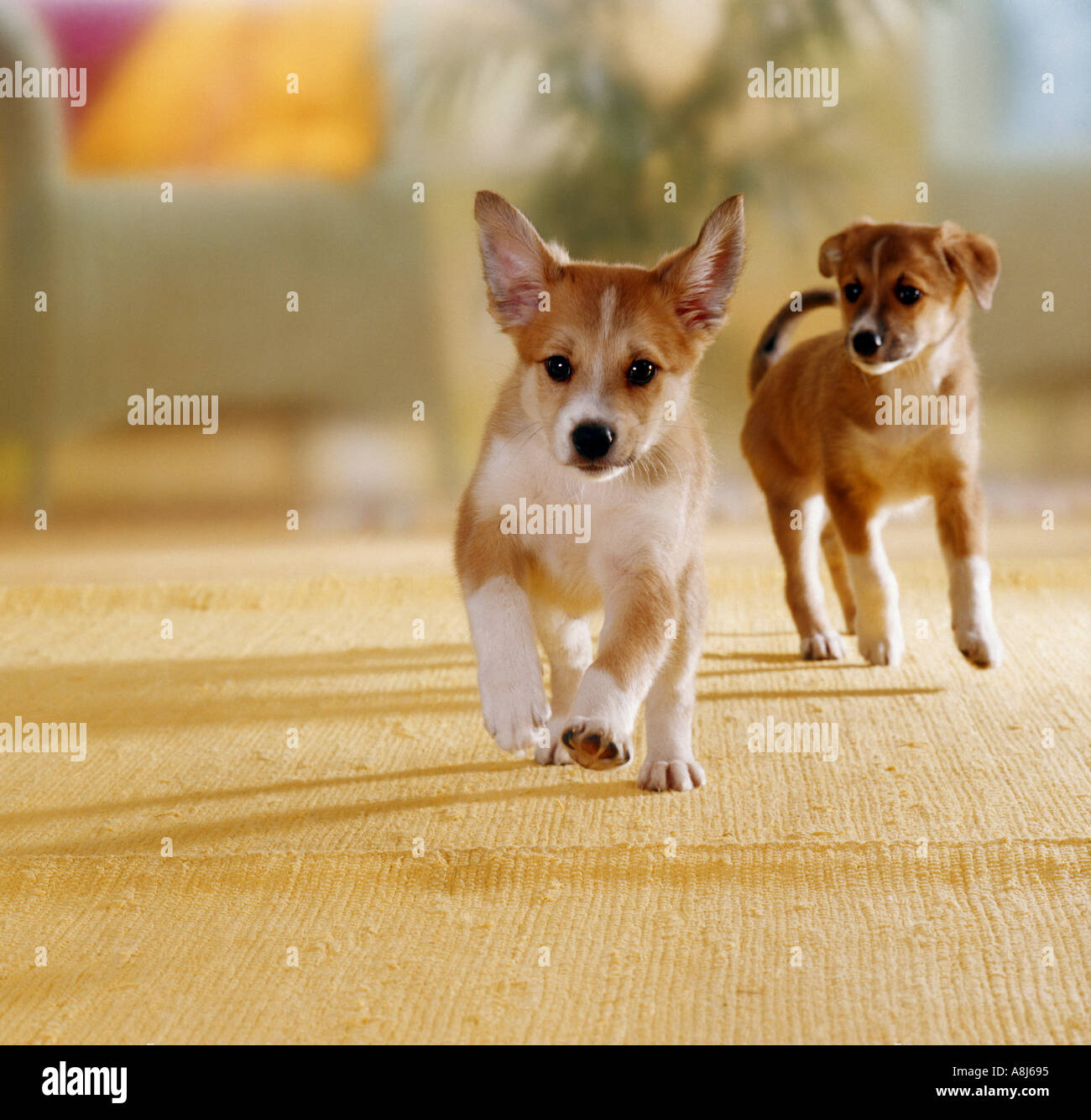 two half breed dog puppies - running Stock Photo
