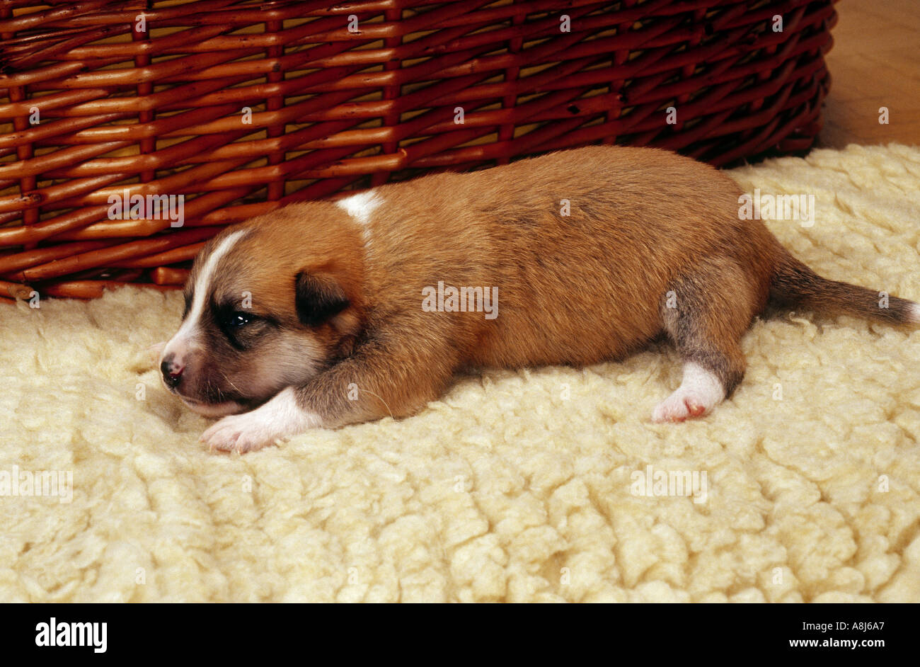 dog birth : half breed puppy eleven days lying in front of the dog basket - dropped out Stock Photo
