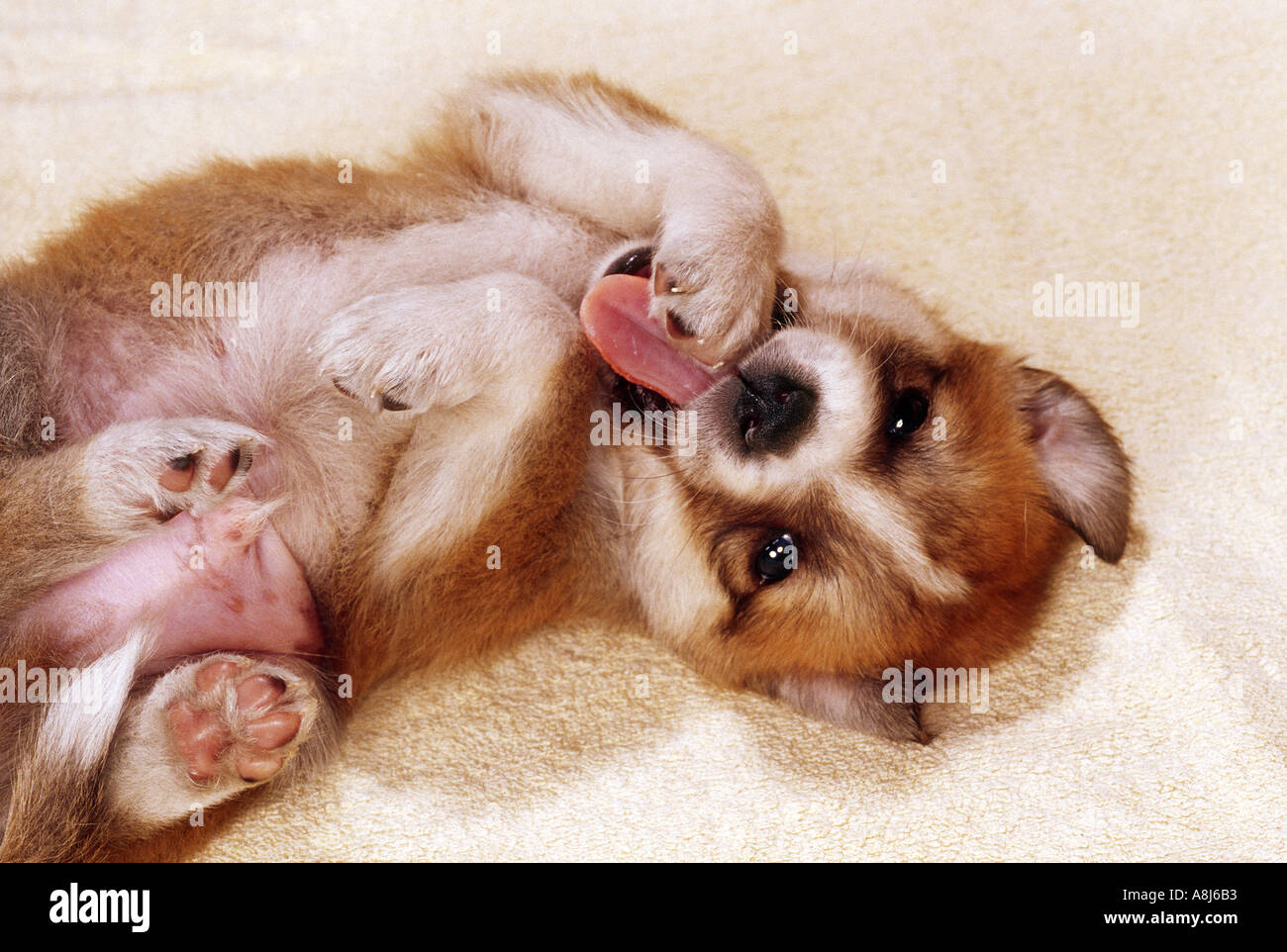 dog birth : half breed puppy 25 days licking paw Stock Photo