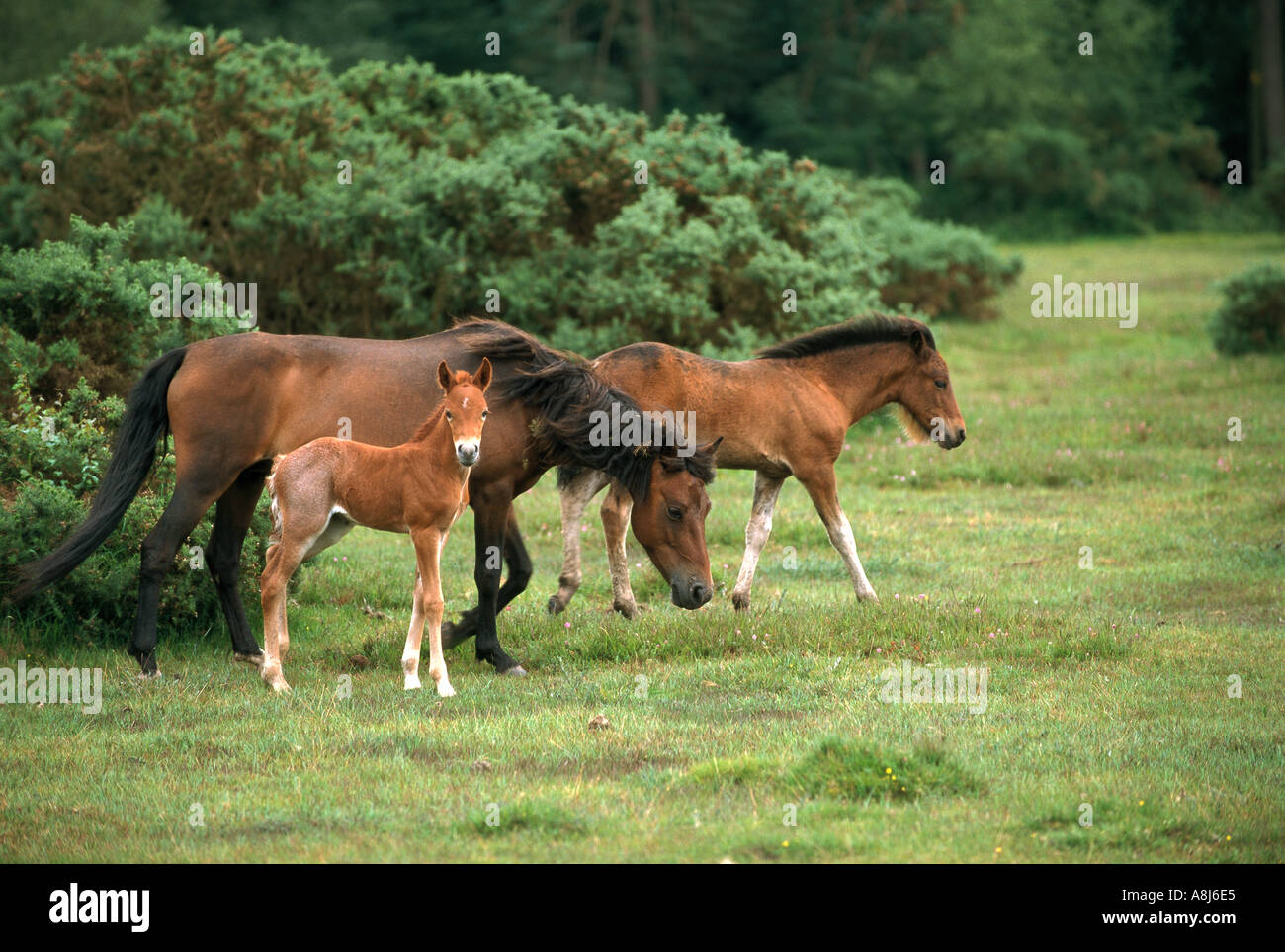 New Forest Pony horse - mare with two foals - yearling and newborn Stock Photo
