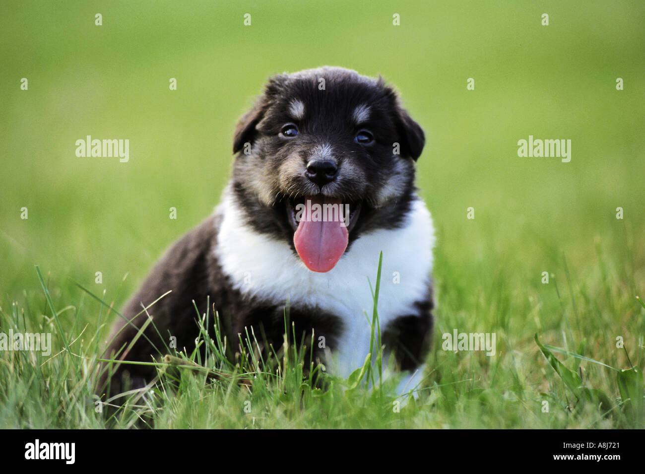 Baby Australian Animal Hi res Stock Photography And Images Alamy baby-australian-animal-hi-res-stock-photography-and-images-alamy