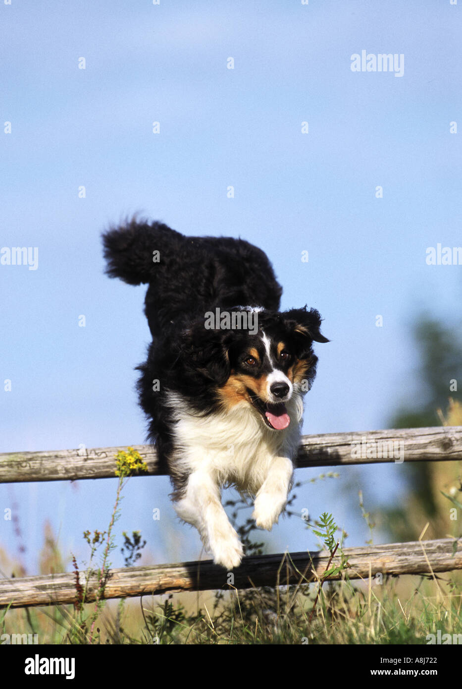 Australian shepherd jumping fence hires stock photography and images Alamy