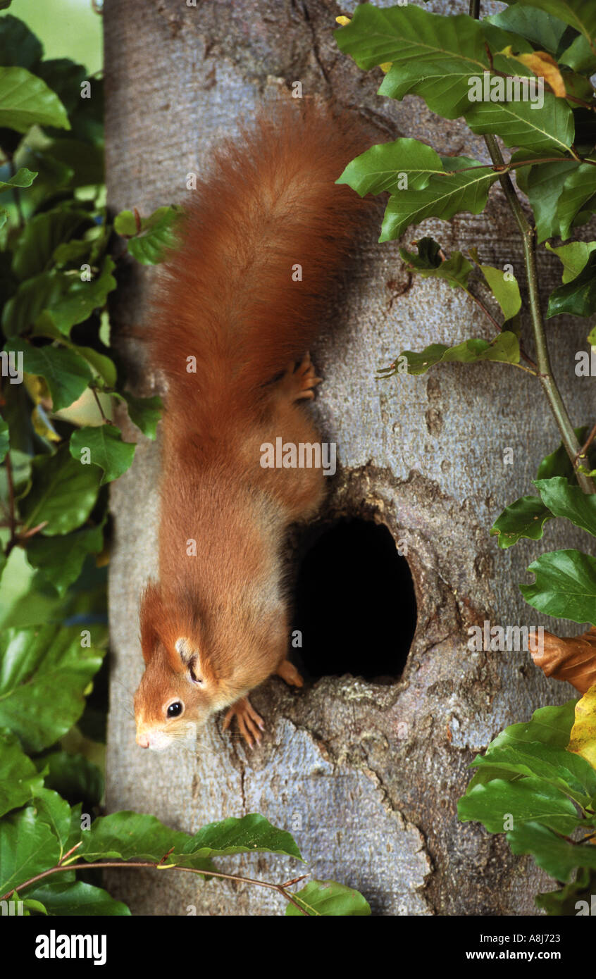 European squirrel at hollow trunk / Sciurus vulgaris Stock Photo