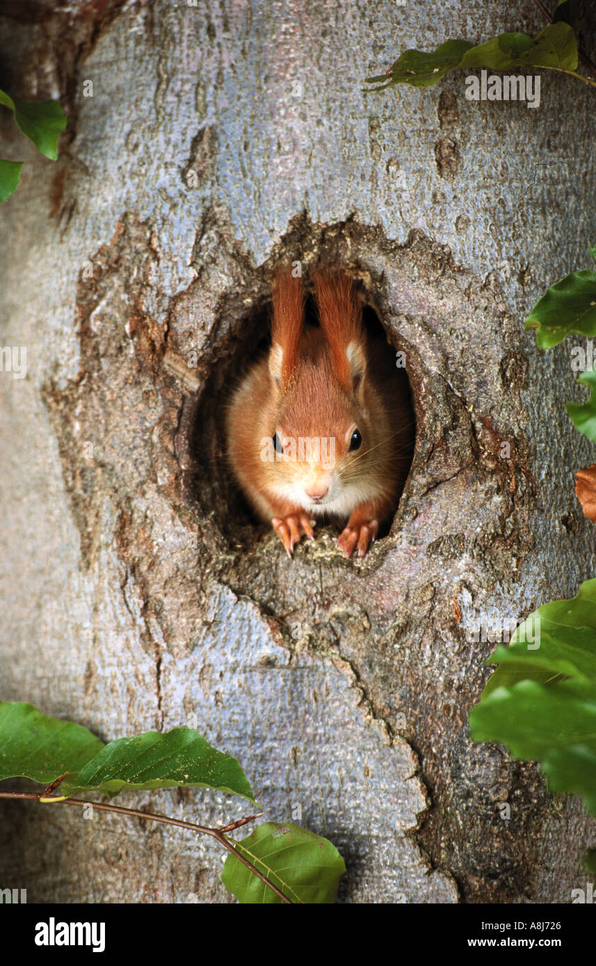 European red squirrel - looking out of hollow trunk / sciurus vulgaris Stock Photo