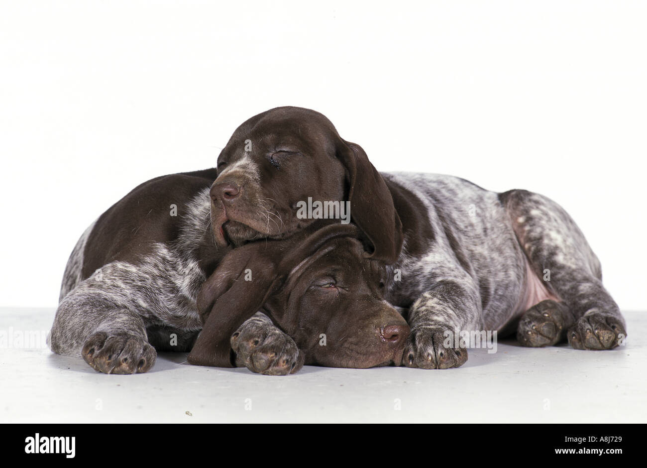 Can German Shorthaired Pointers Get Along With Cats