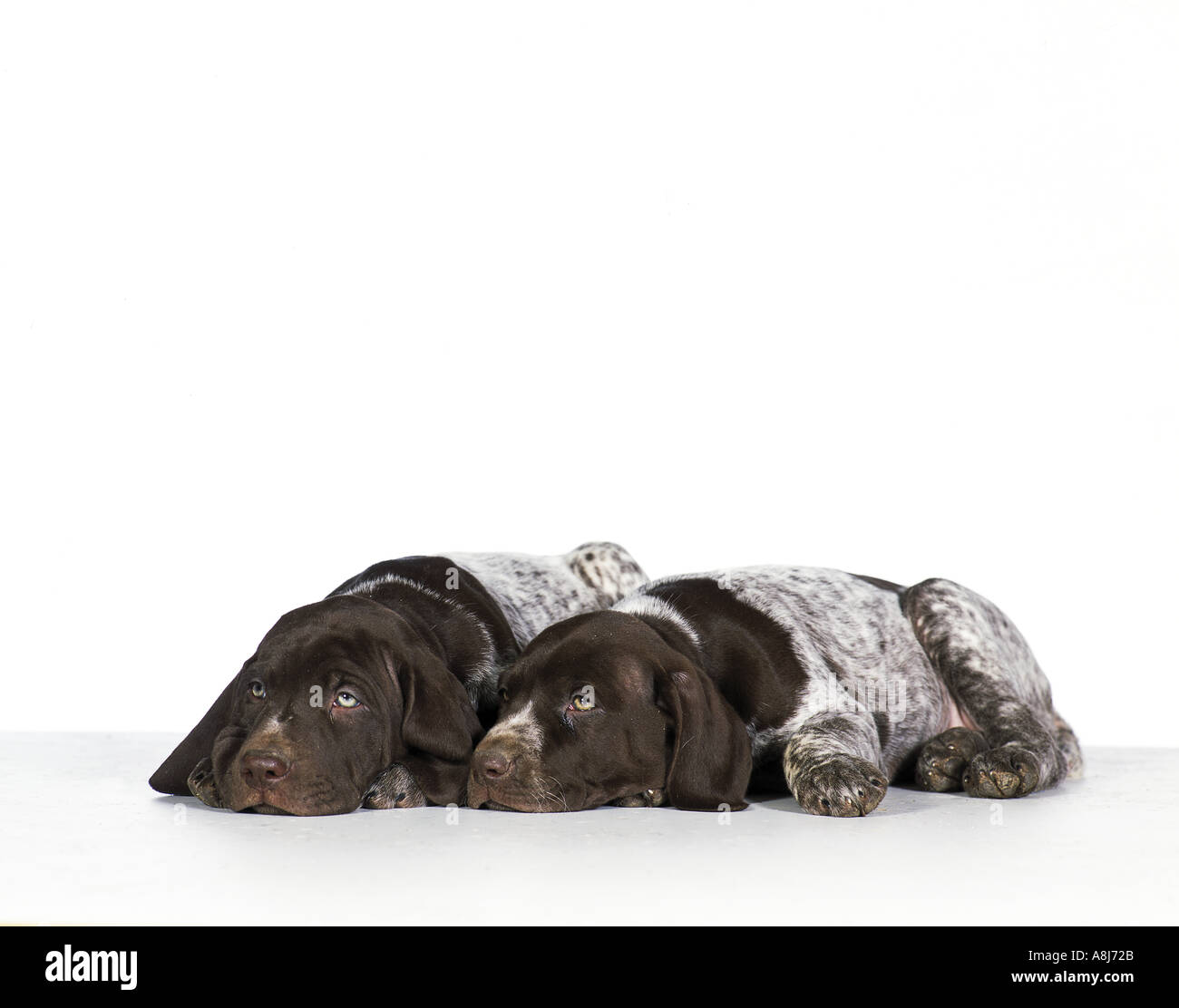 German Shorthaired pointer dog - two puppies lying - cut out Stock Photo