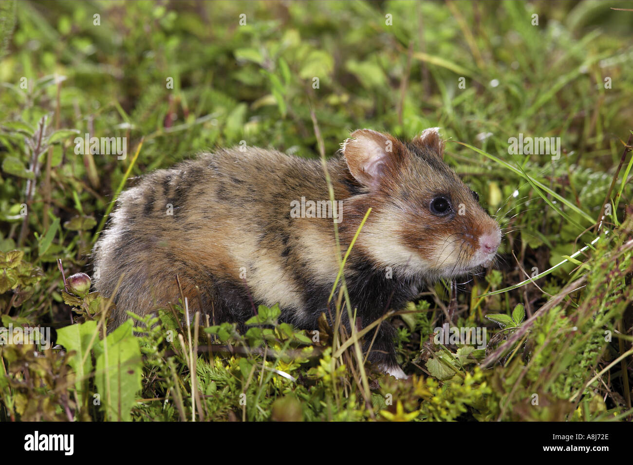 European hamster / Cricetus cricetus Stock Photo