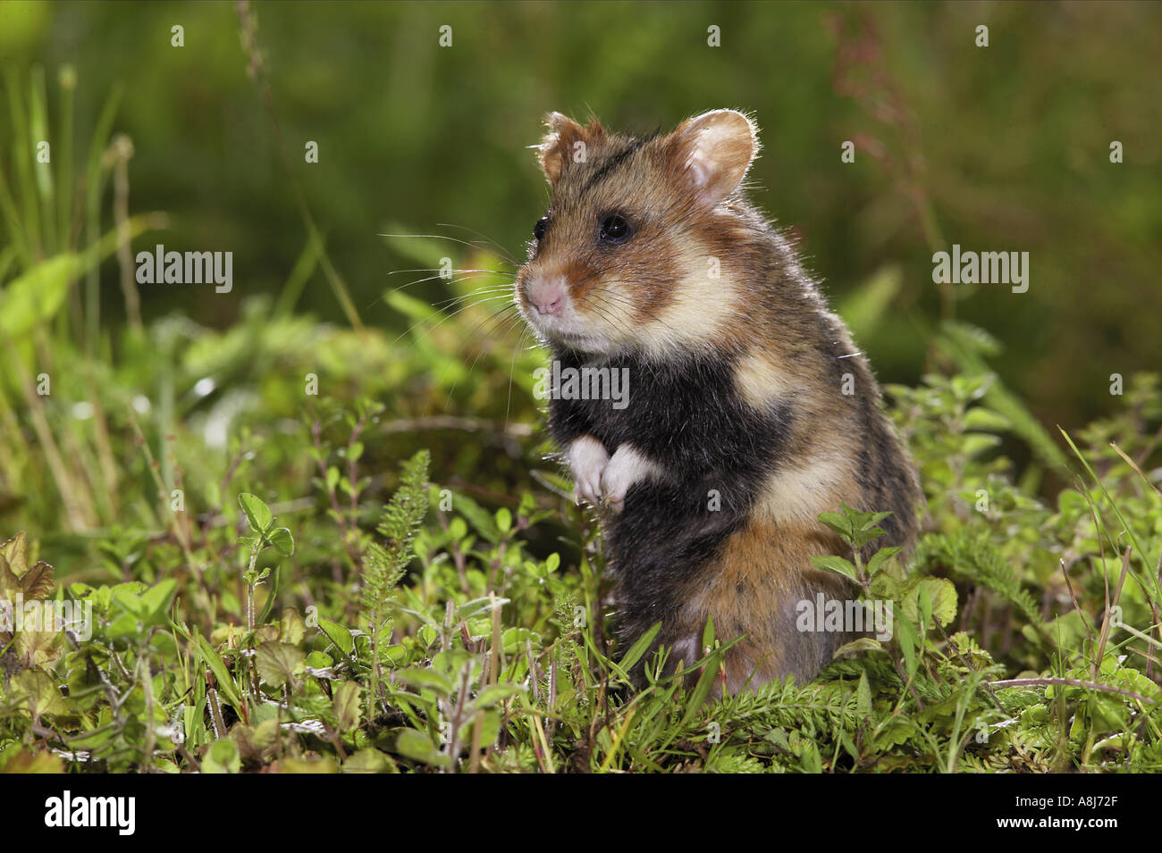 European hamster / Cricetus cricetus Stock Photo