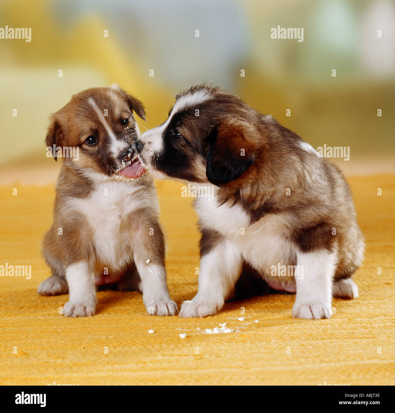 two hybrid dog puppies licking each other Stock Photo