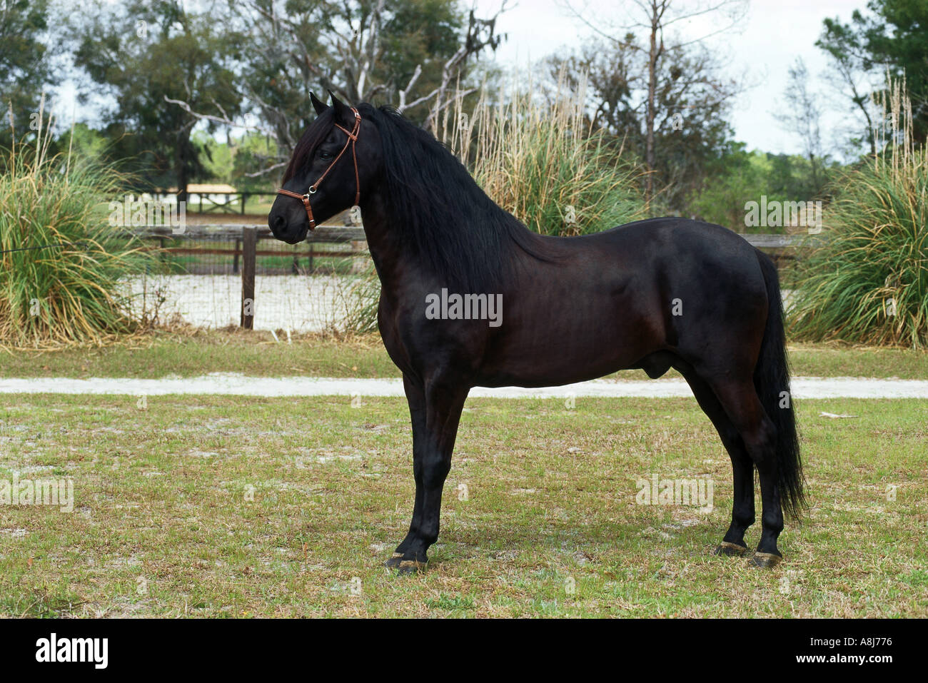 Rênes Paso Fino D'occasion - Rênes Pour Cheval - Équitation - Bon état