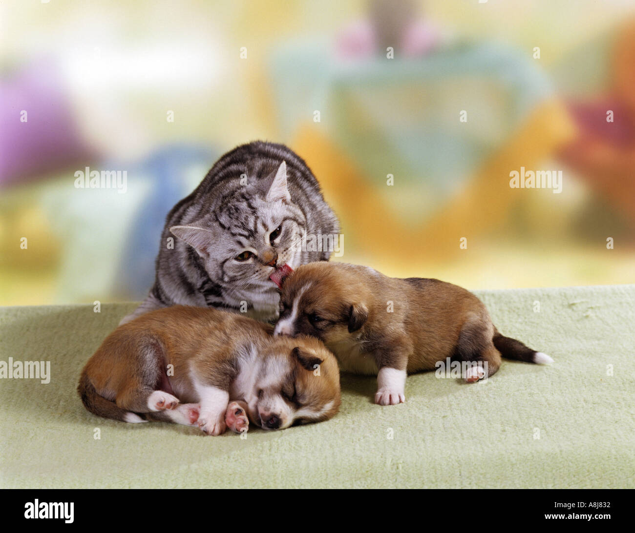 Half Dog Half Cat Breed