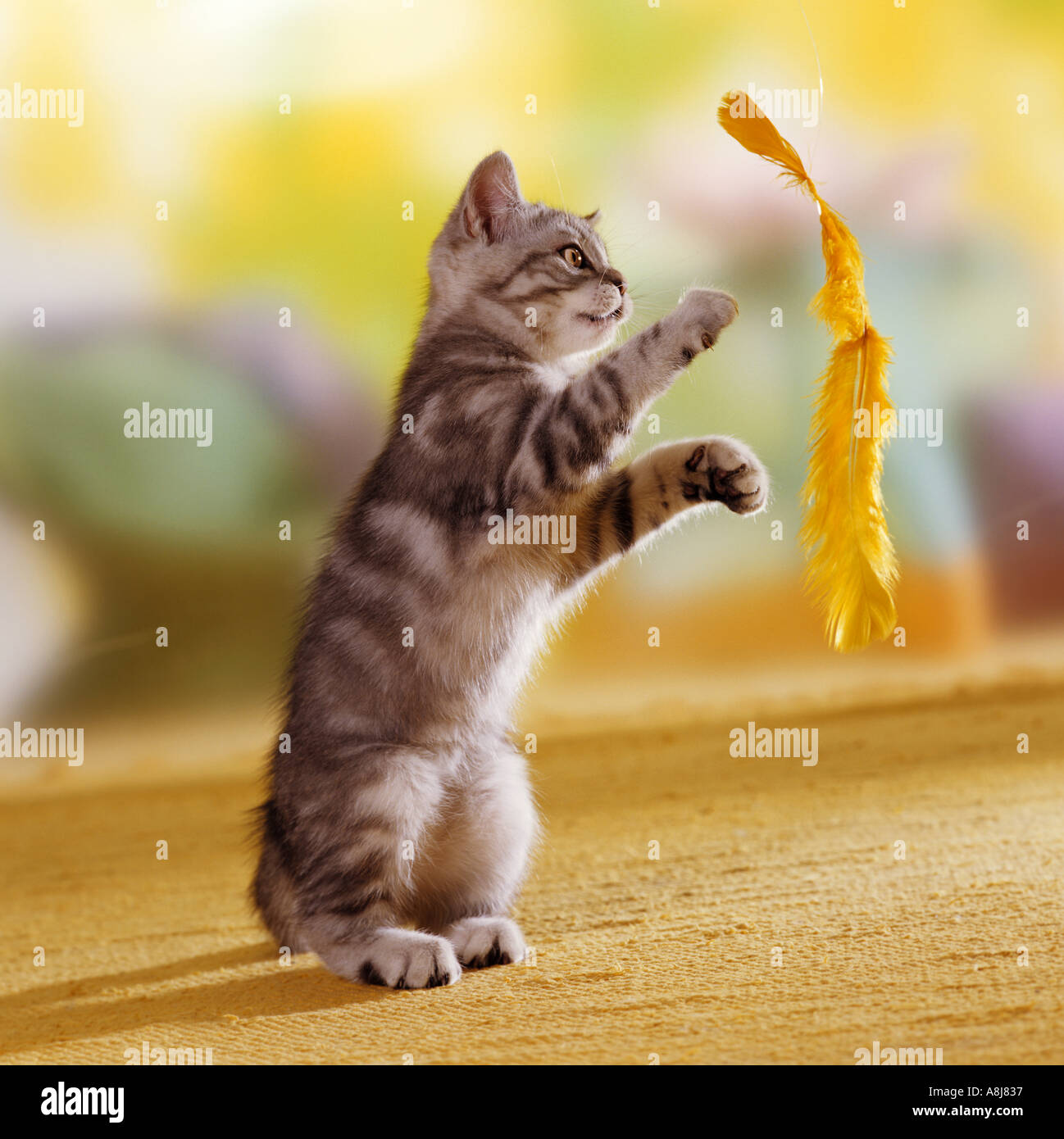 domestic cat kitten - playing with feather Stock Photo